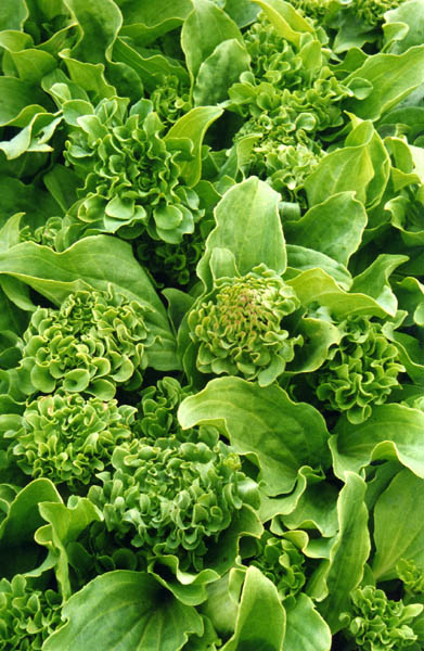 Plantago major 'Rosularis' en fleurs dans un jardin de curiosités en Angleterre